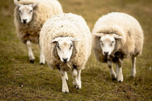 Rezident rostovskog kraja ukrao je baranov i razmijenio ih na auto Rezident rostovskog kraja ukrao je baranov i razmijenio ih na auto